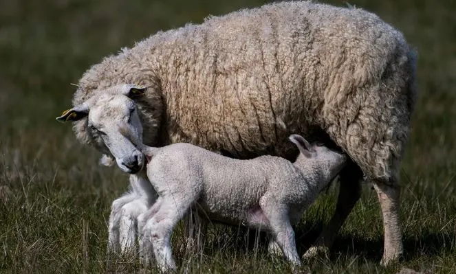 Lambing: when and how to intervene